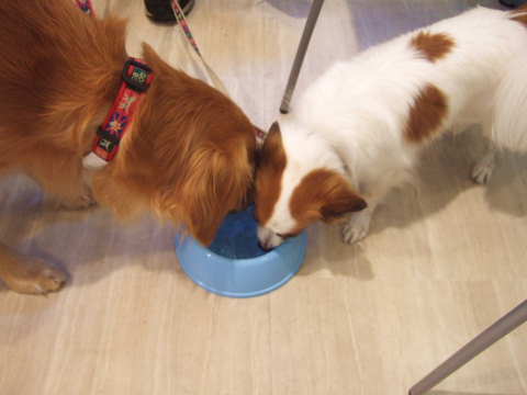 2010_1108  10足柄9.jpg