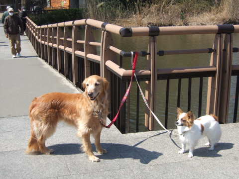 2011_0328井の頭公園05.jpg