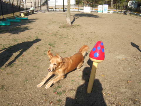 2010_1108  12足柄ドッグラン2.jpg