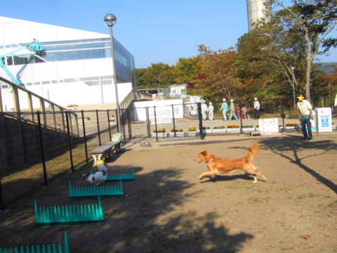 2010_1108  13足柄ドッグラン3.jpg