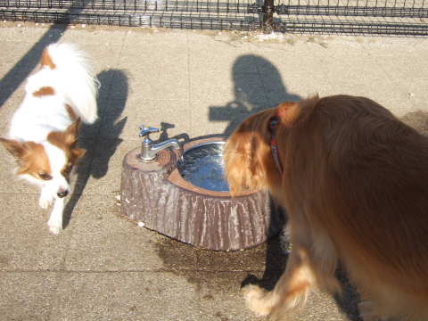 2010_1108  14足柄ドッグラ4.jpg