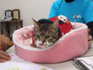 2010_0418-クリスマス猫ちゃん.jpg