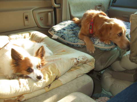 2010_1108  17車中そら＆ひめ.jpg