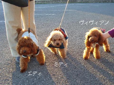 エディ＆ミディ＆ヴィヴィアン