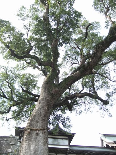 大きな楠の木