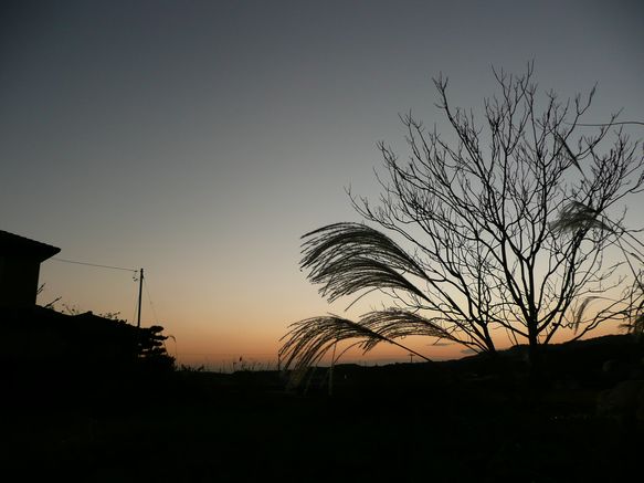 パンダ作夕焼け