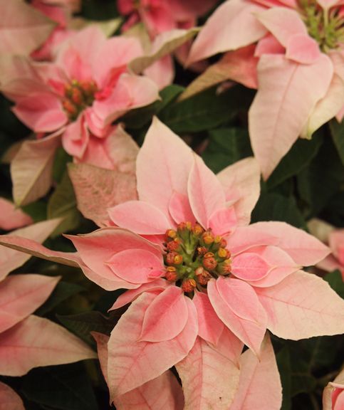 ピンクのポインセチア