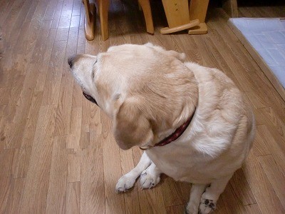 だまされないもん