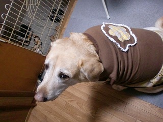 お花のワンピ～エバ