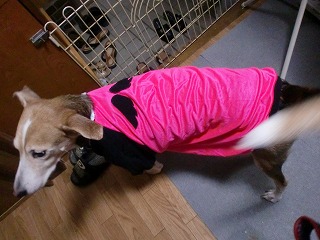 エンジェルの洋服