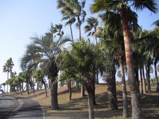 CIMG3373 (640x480).jpg