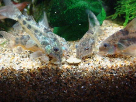 おしょくじ～１