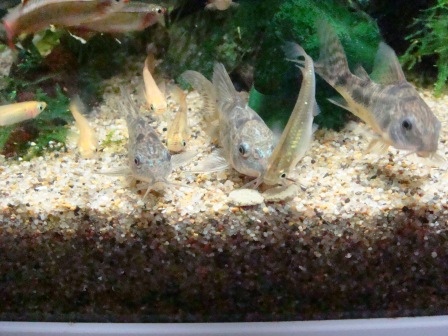 おしょくじ～２