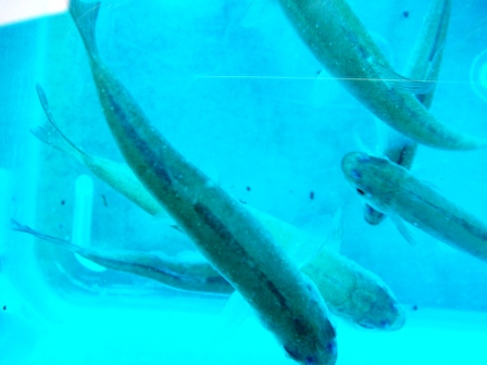 たかはや　はくてんびょう２