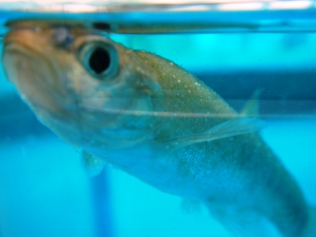 たかはや　はくてんびょう３