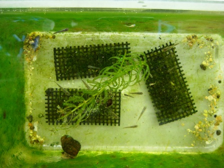 なかまいっぱい