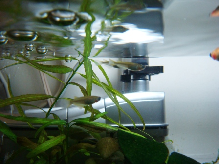 ちぎょなかまいり