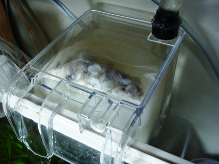 さてらいとろか１