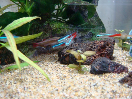 てとらおむかえ