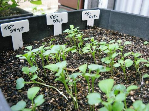 春の花の種を蒔く | みーのお部屋 - 楽天ブログ