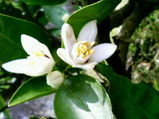 ミカンの花