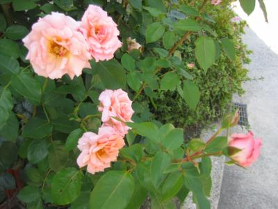 画像 059.jpg
