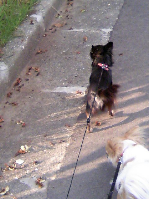 ぷちあ～さんぽ