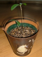 どんぐりカバー