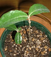 どんぐり成長中