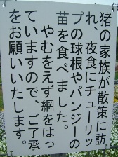 いのししぃ！？