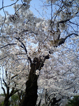 sakura