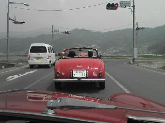 dog in the car