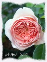 ABRAHAM DARBY01.jpg