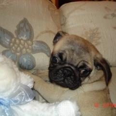 ワンワン分析結果