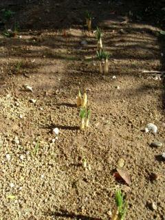 チューリップの芽