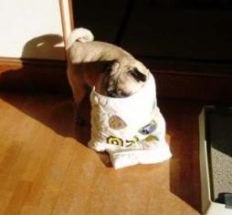 脱いじゃお。大きすぎだよ！ムカ！