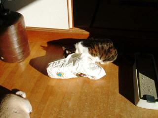 どれどれ、ではアタシのお布団になんぞ。。