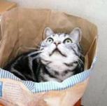 小さくしたトラ