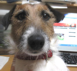 膝の上じゃま？