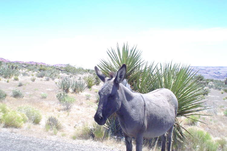 Red Rock Canyon - Burro