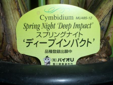 シンビジウム２（ディープインパクト）