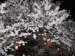 夜桜2