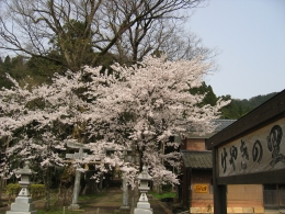 けやきと桜3