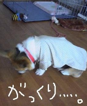 がっくり・・・