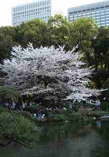 2005.4.9日比谷公園ビルと桜