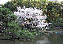 2005.4.9日比谷公園池と桜