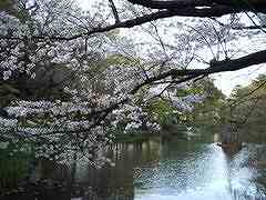 2005.4.9日比谷公園桜と池２