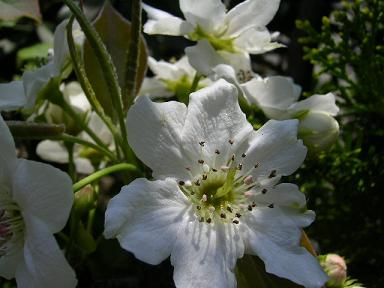 ナシの花