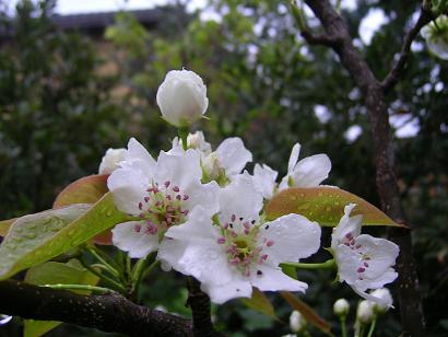 梨の花