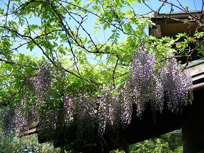 満開の藤の花